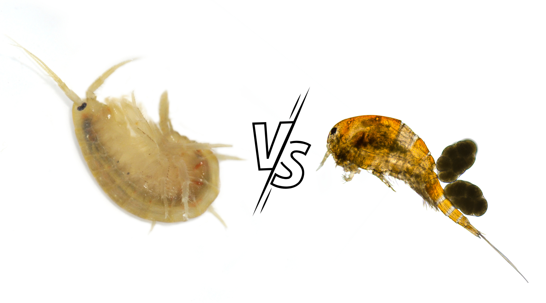 Exploring the Differences Between Copepods and Amphipods – Pod Your Reef