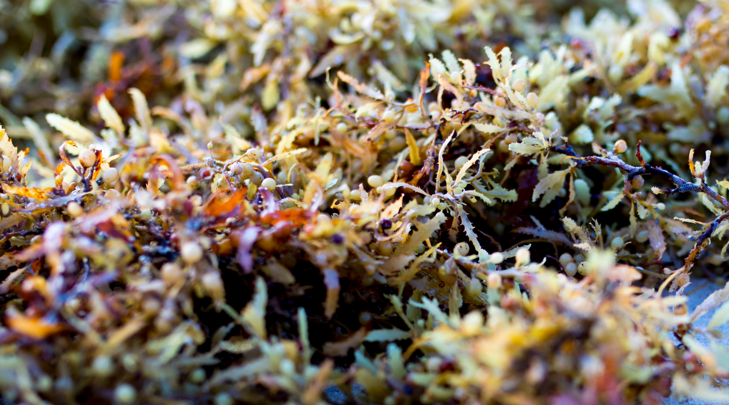 The Benefits of Macro Algae in a Reef Ecosystem