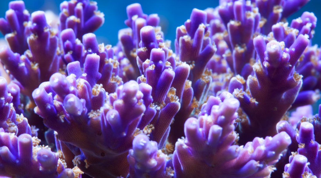 How Corals Use Photosynthetically Active Radiation (PAR) for Survival