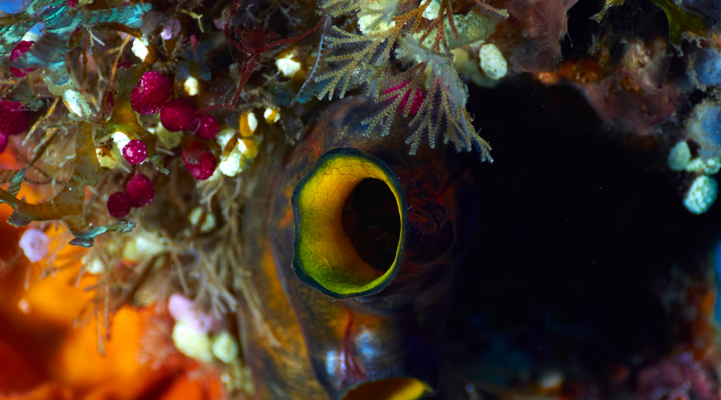 The Role of Detritivores, Decomposers, and Nutrient Cyclers in Coral Reef Ecosystems