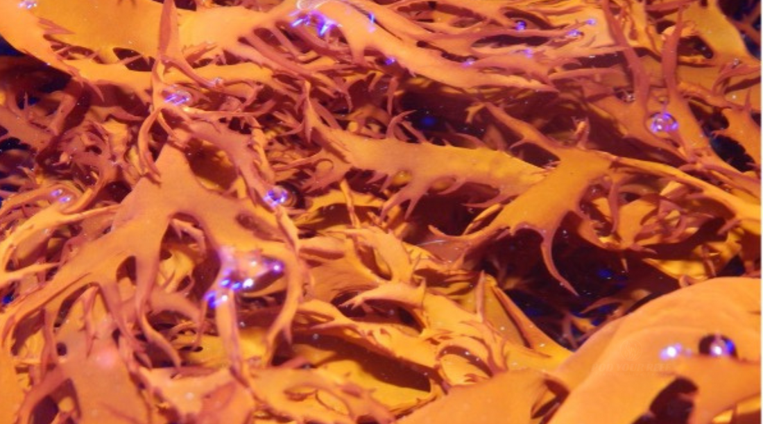 Mastering the Art of Dragon's Breath: Growing Medicinal Halymenia durvillei in the Reef Aquarium