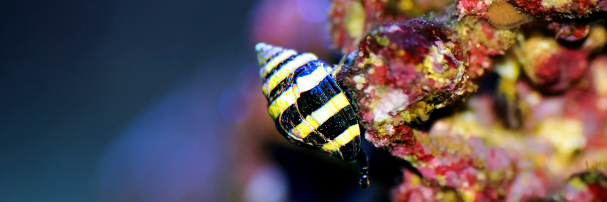 Bumble Bee Snail - (Engina mendicaria)