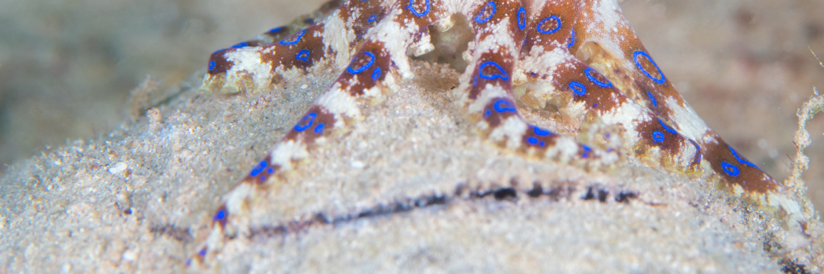 Choosing the Right Sand for Your Reef Aquarium: Reef-Specific vs. Play Sand