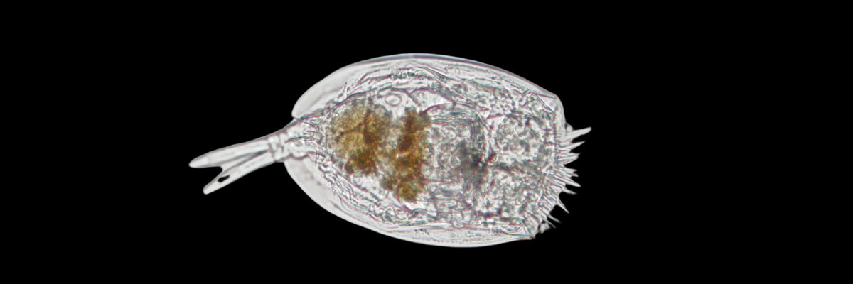 Brachionus plicatilis