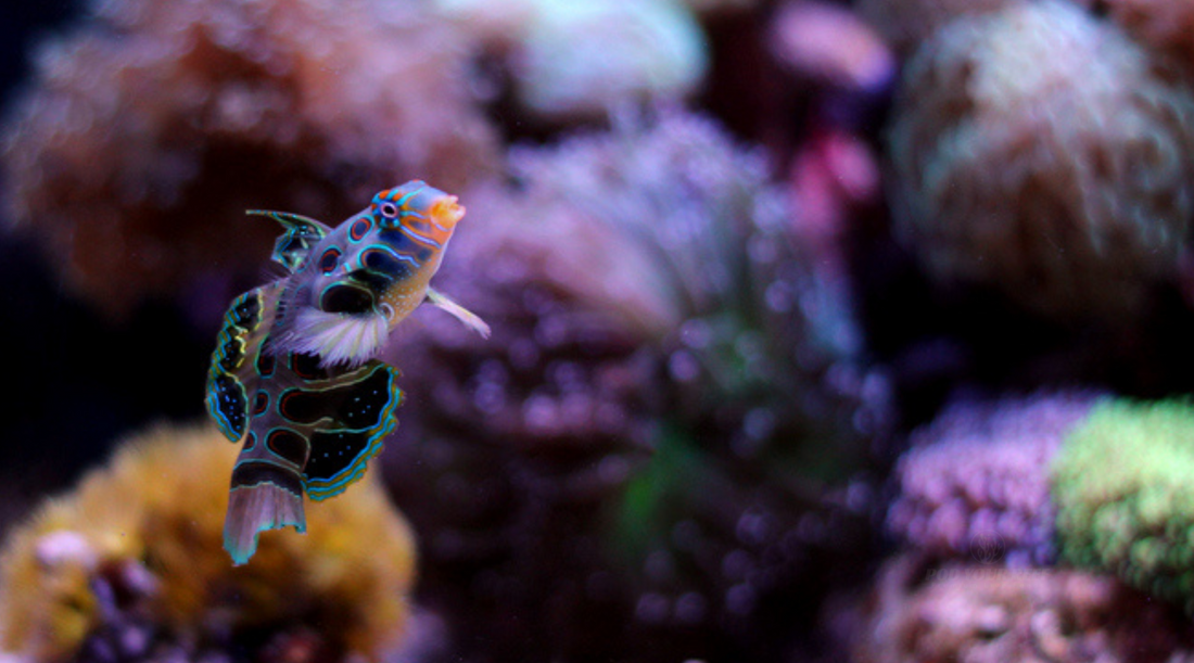 Beautiful Mandarin Swimming about to eat