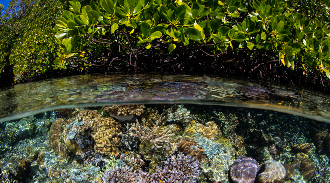 How to keep mangroves in your reef refugium