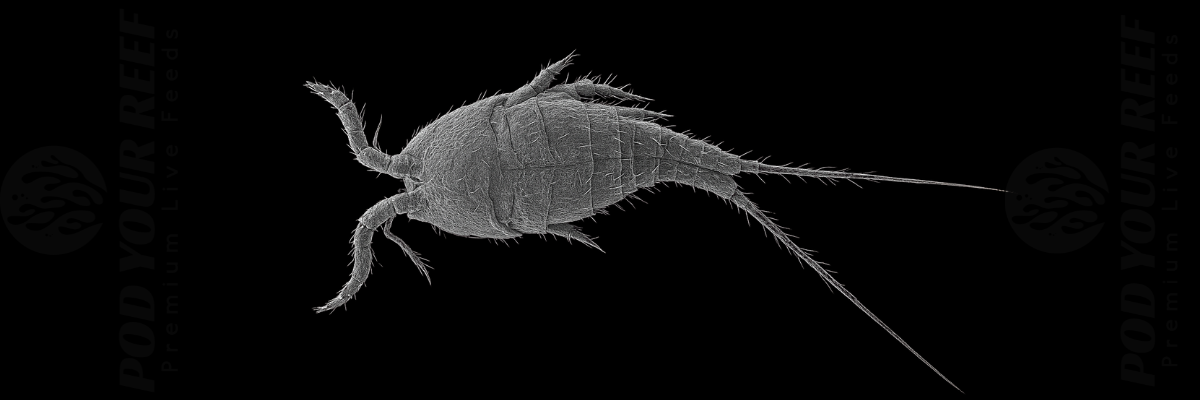 Pod Your Reef electron microscopy Tigriopus Californicus Reef Copepods