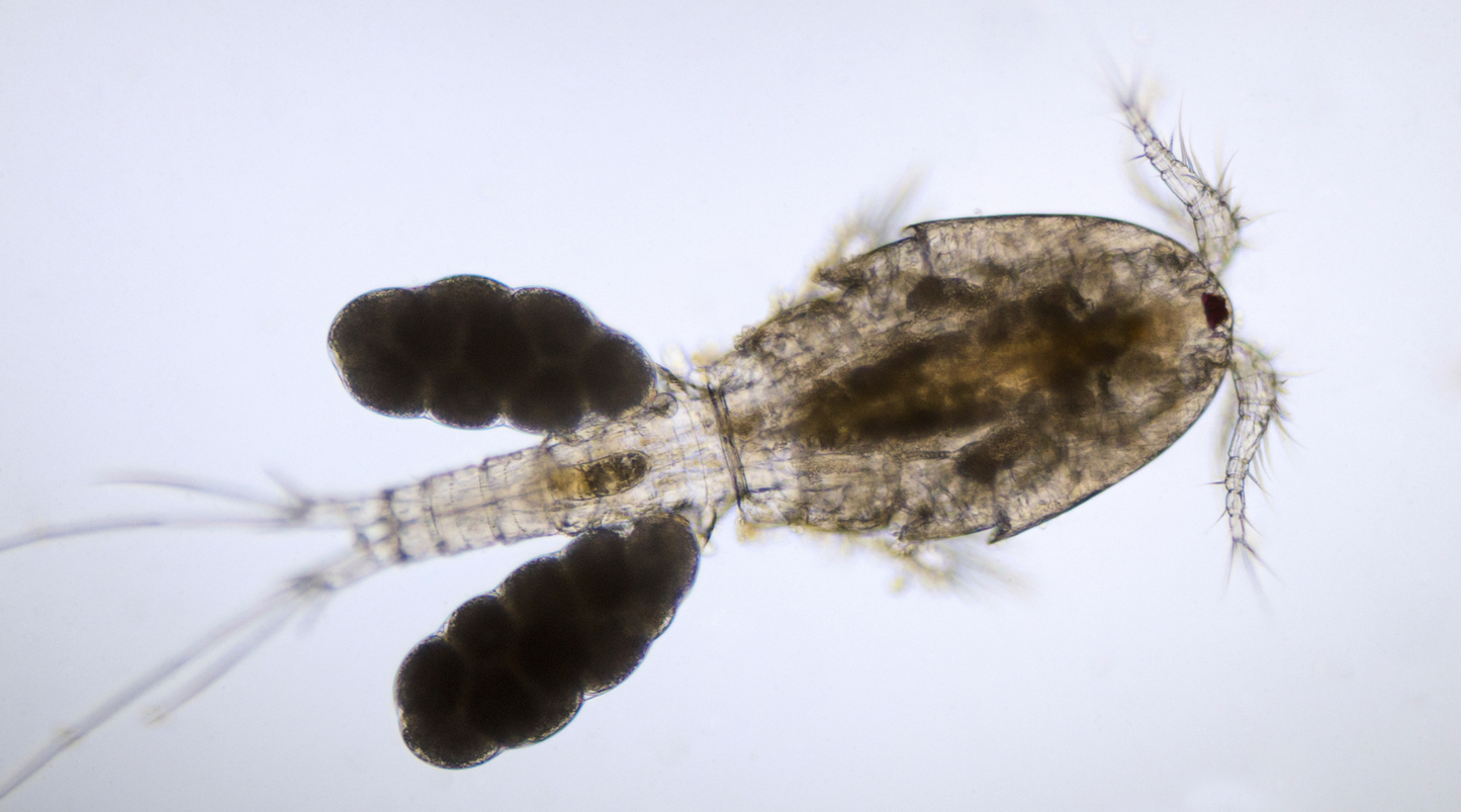 Why You Should Add Copepods to Your Reef Tank