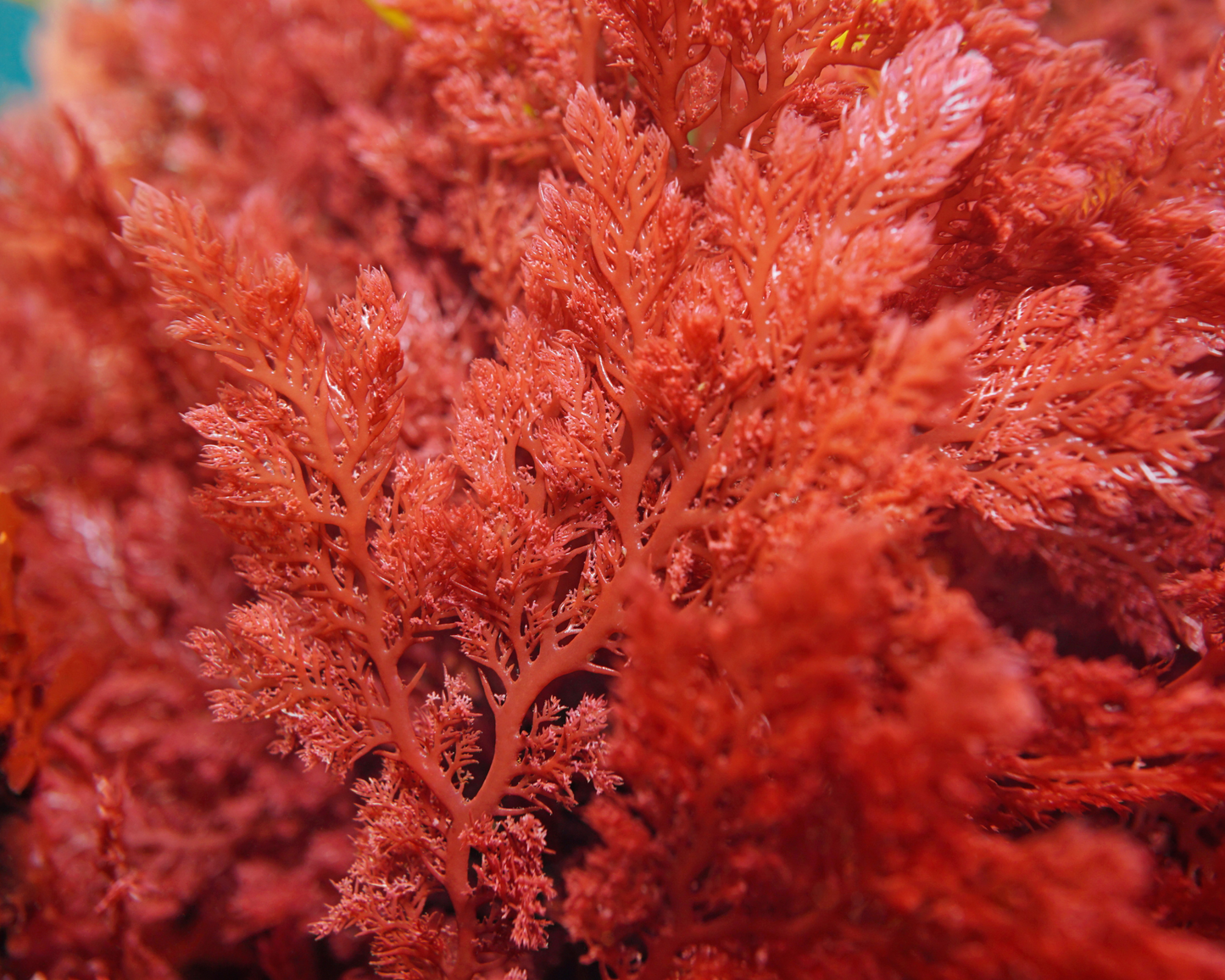 Macro Algae Collection Page for Pod Your Reef.