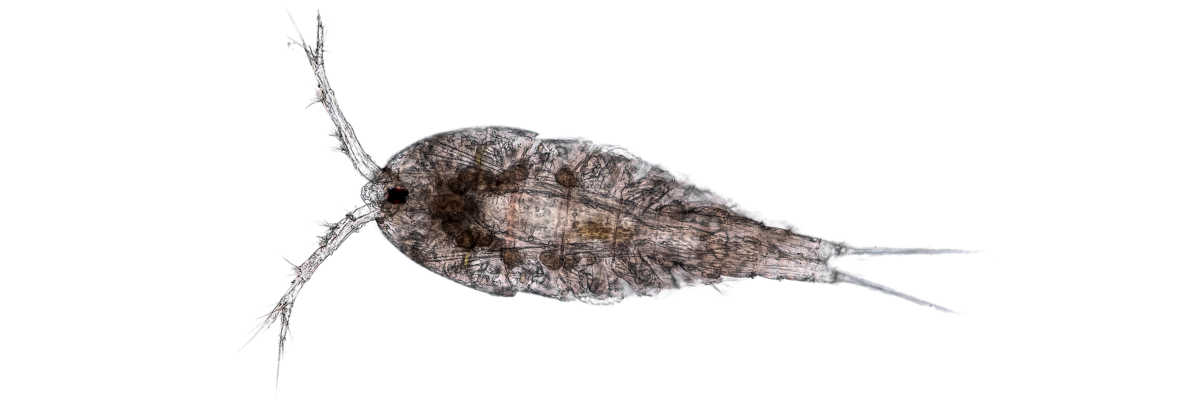 Light Micrograph image of Apocyclops panamensis from Pod Your Reef