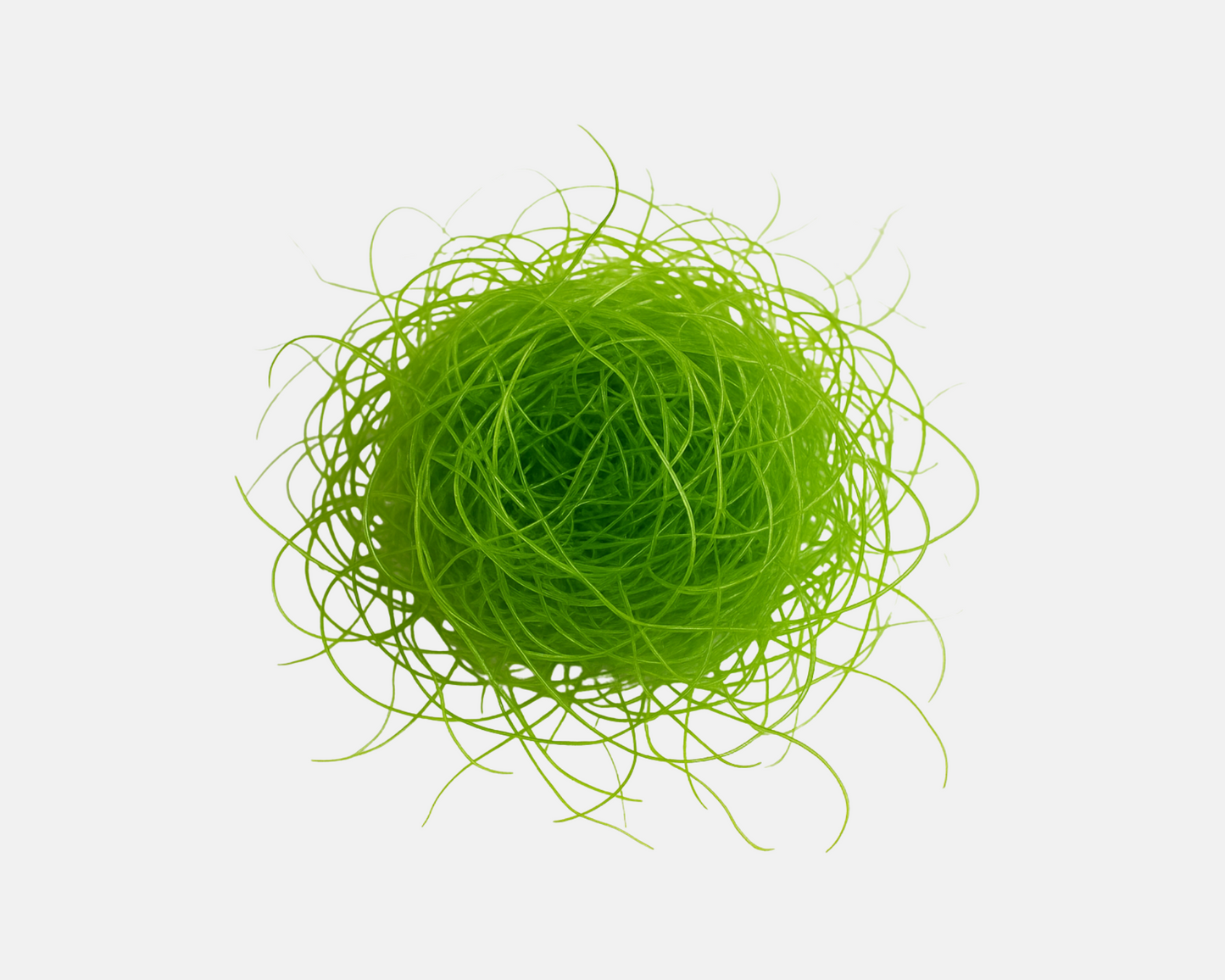 Representation of Chaeto Macro Algae From Pod Your Reef
