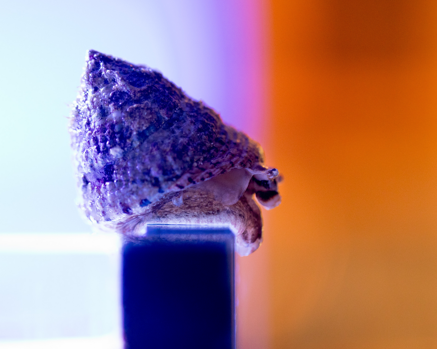 Pod Your Reef Invert Collection Image Snail on glass edge