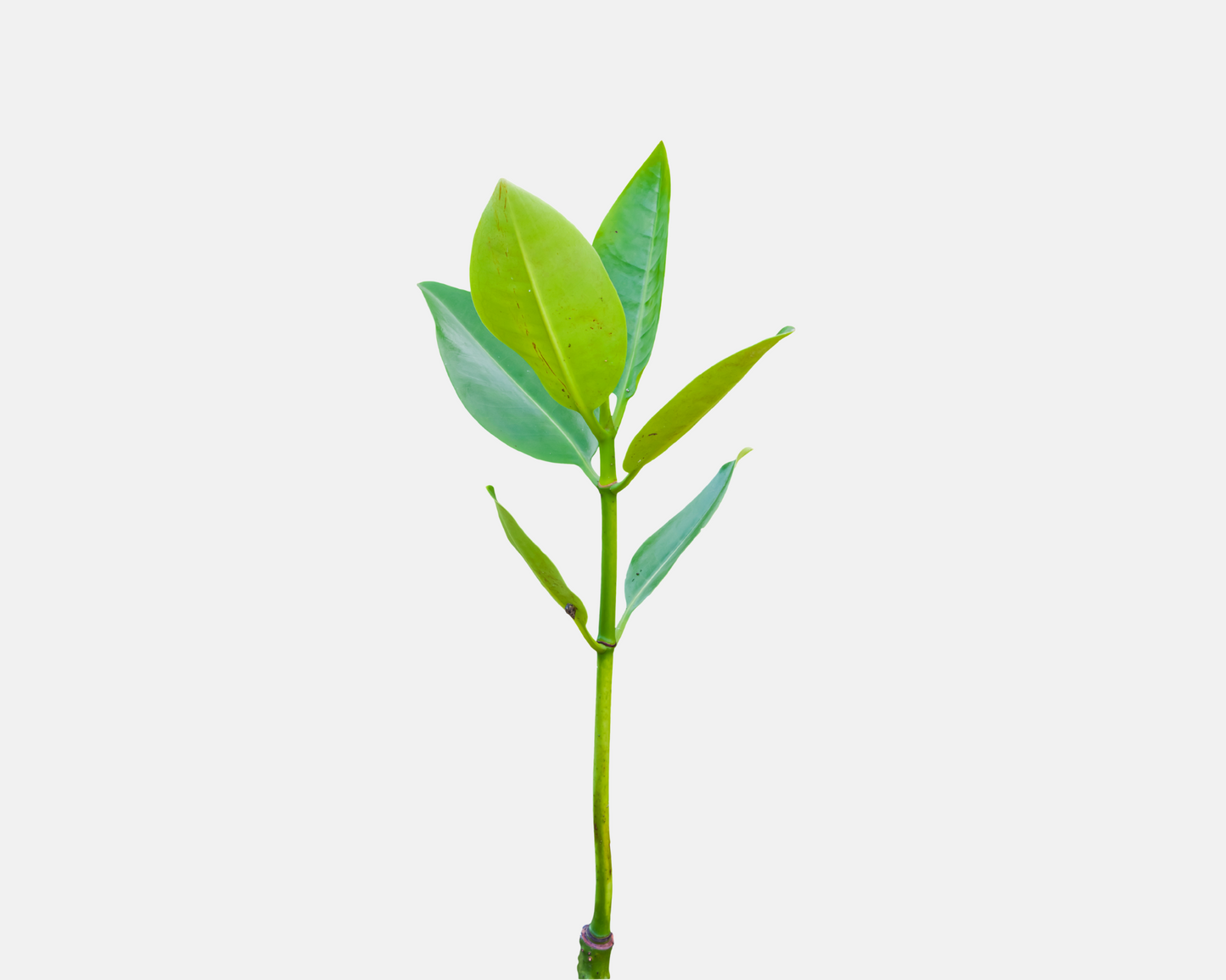 Pod Your Reef Mangrove Red Mangrove Propagule (Rhizophora mangle)
