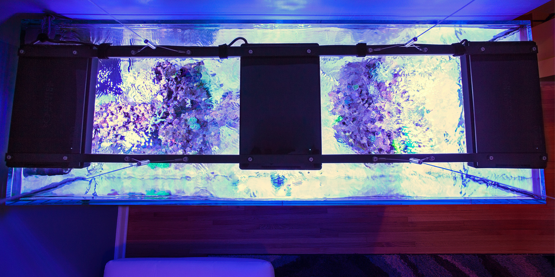 Top Down Show of Reef Tank showing Radions on Top being Dial In with Pod Your Reef Par Meter Rental