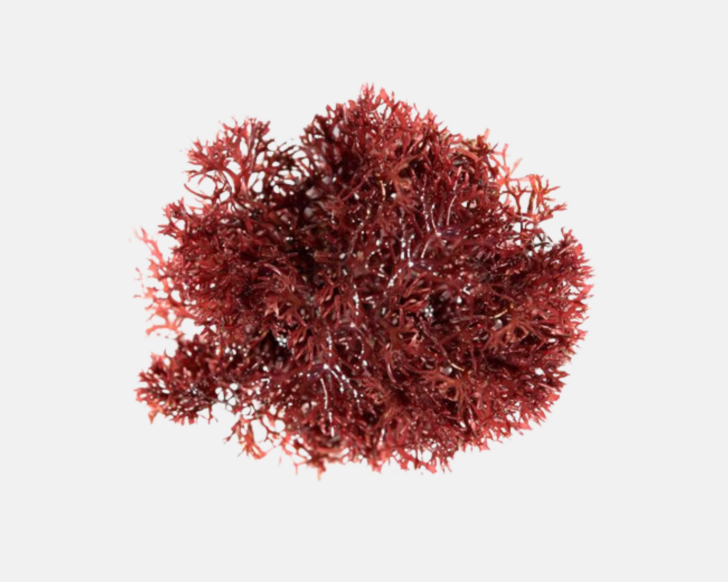 Pod Your Reef Pom Pom Macro Algae Gracilaria macroalgae
