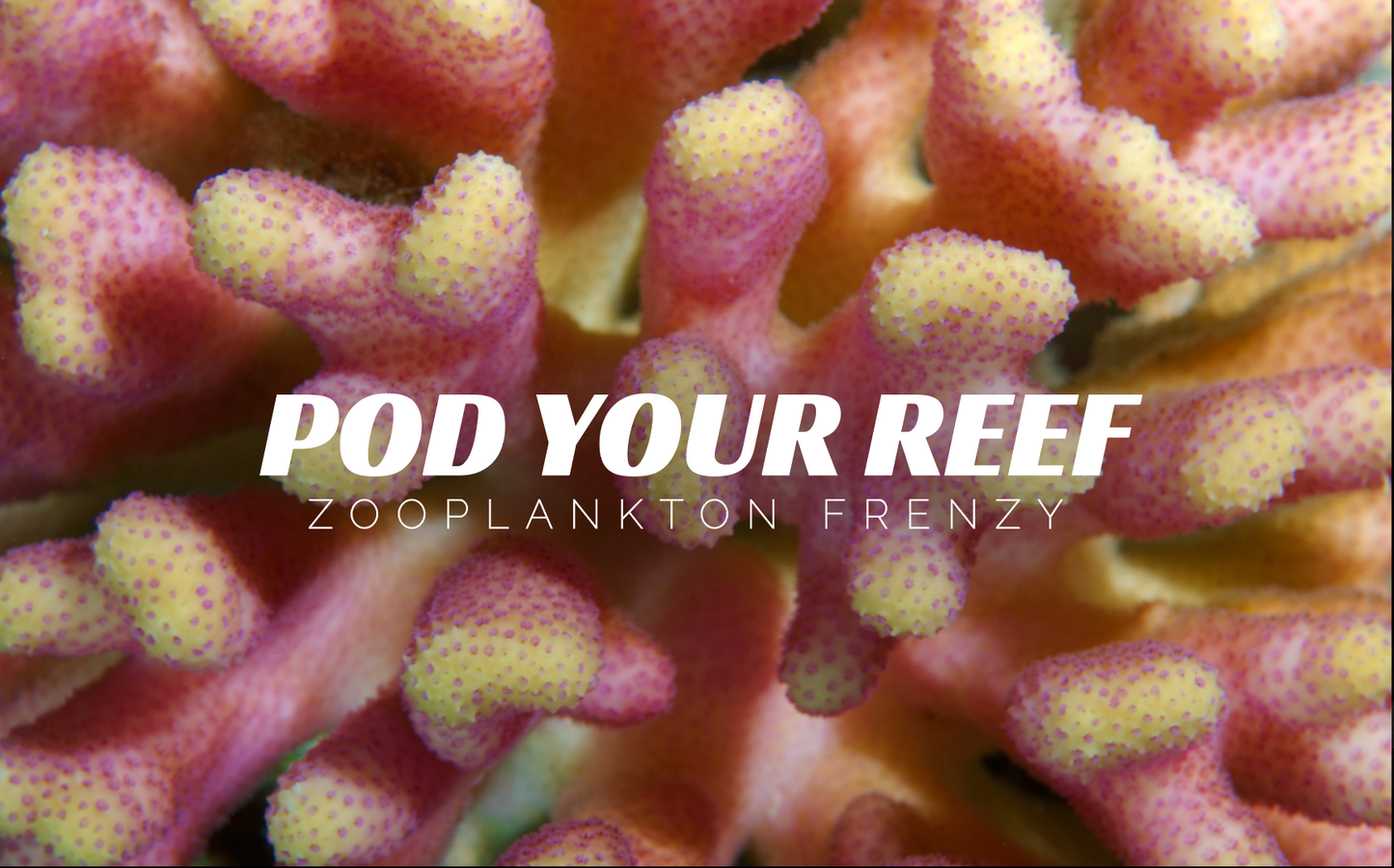 Close up image of Pod Your Reef Zooplankton Frenzy logo