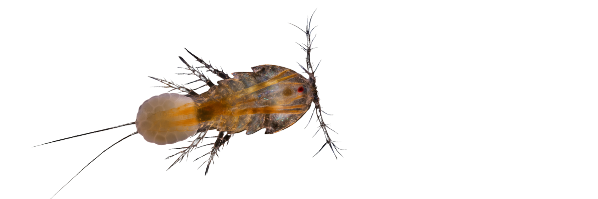 Light Micrograph image of tisbe copepod from Pod Your Reef