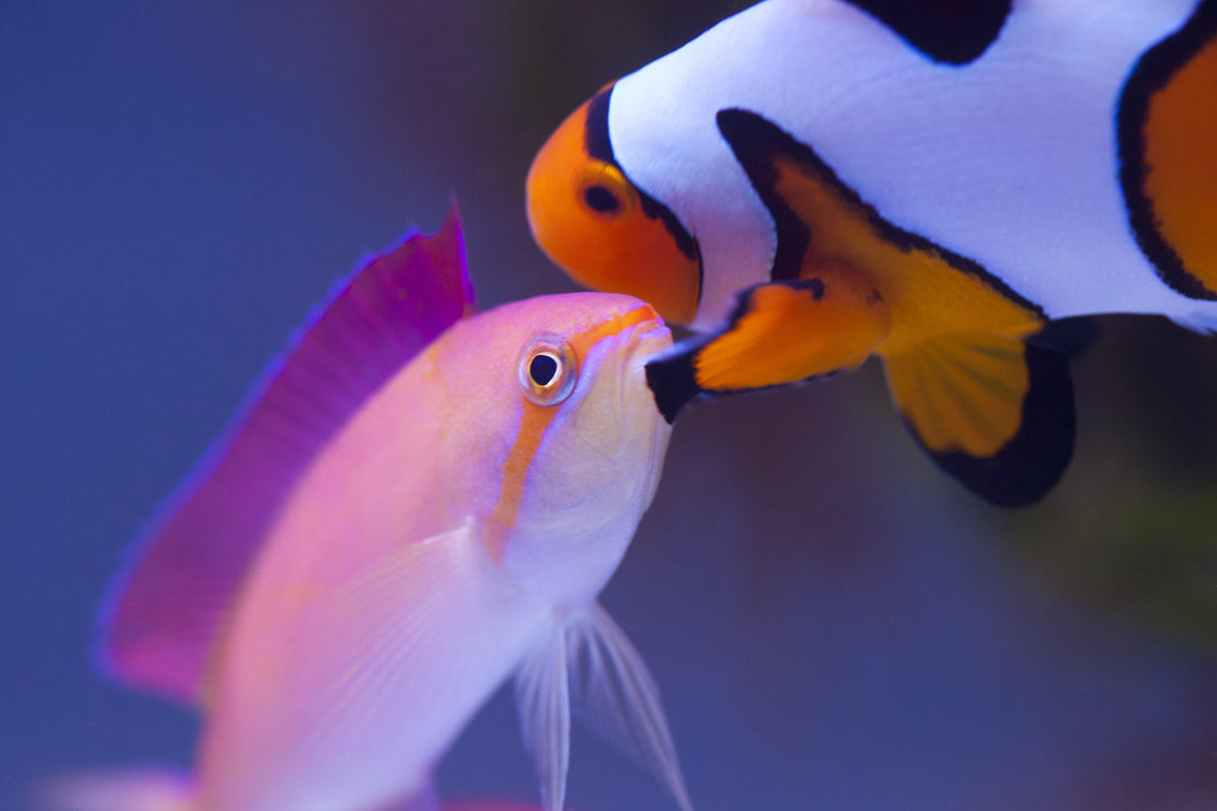 Anthias and clownfish close to each other touching
