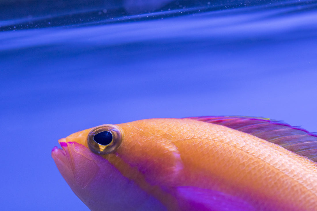Close up on anthias with focal point on eye searching for Pod Your Reef Copepods