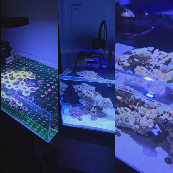 Tran Adding Pod Your Reef Copepods to her Nano Desk Tank