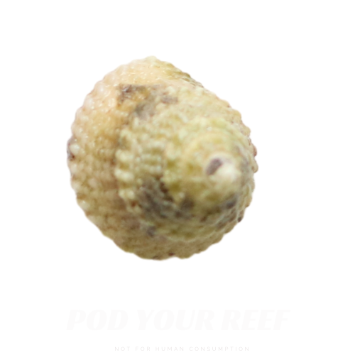 Astraea Snails