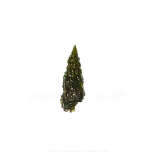 Pod Your Reef Image of Cerith Snail