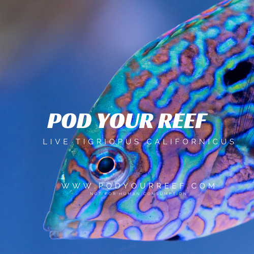 Image Focused on the front of Pod Your Reef label for Live Tigriopus californicus