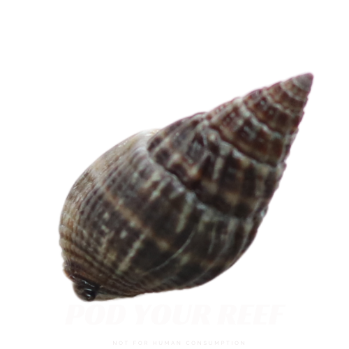 Pod Your Reef Photo of Nassarius Snail