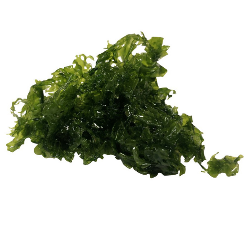 Ulva Sea Lettuce Macro Algae  | Pest Free |