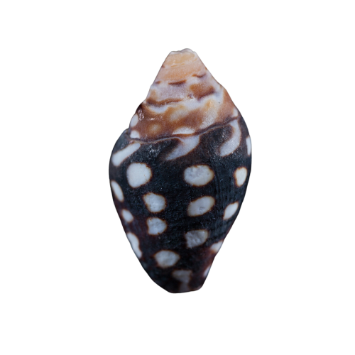 Product Image of lightening dove snails from pod your reef