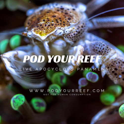Pod Your Reef Zooplankton Apocyclops panamensis Reef Copepods