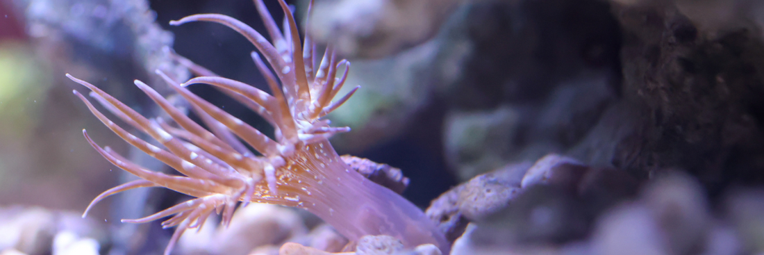 Aiptasia Anemones: The Invasive Pest of Reef Aquariums