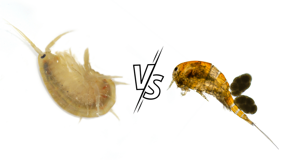 Exploring the Differences Between Copepods and Amphipods