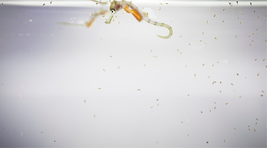 Seahorse consuming Harpacticoid Copepods