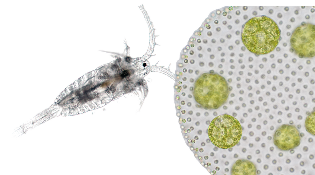 What Do Copepods Eat? An Overview of the Diverse Diet of These Tiny Aquatic Creatures