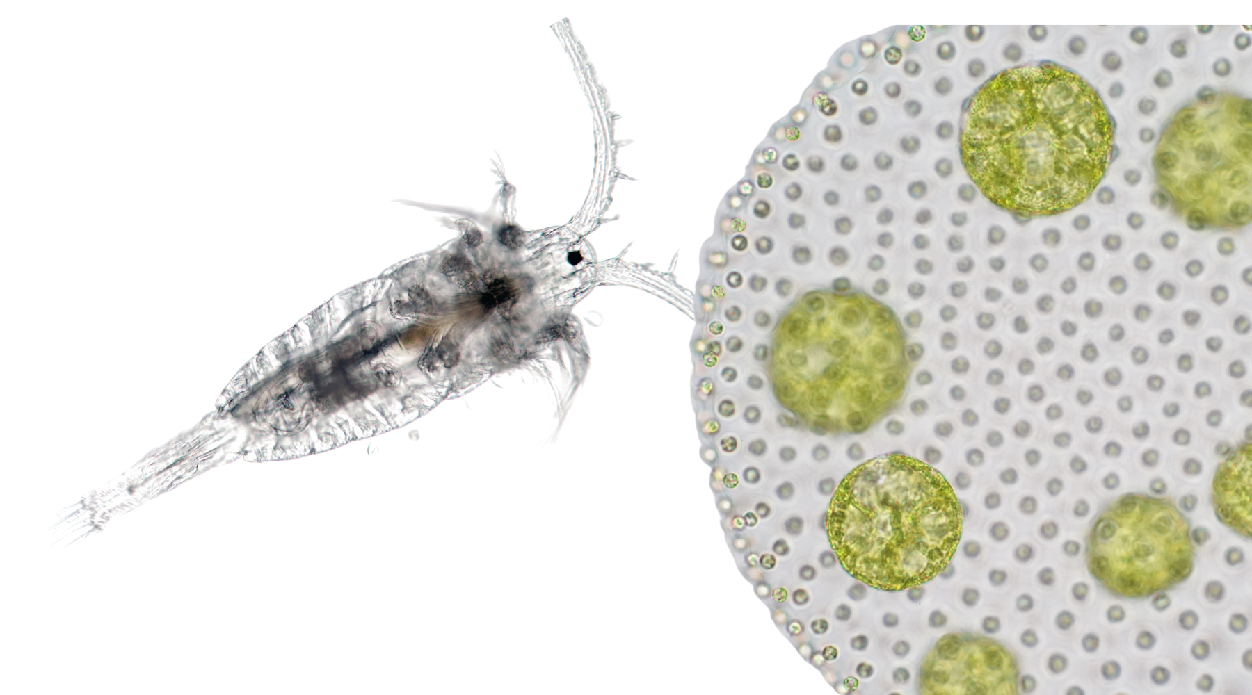 Copepod Guide What Do Copepods Eat? A Guide to Their Natural Diet – Pod Your Reef