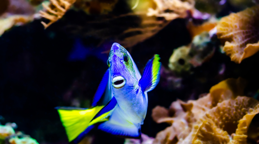 Optimizing Marine Fish Health: Addressing Lateral Line Disease in Your Aquarium