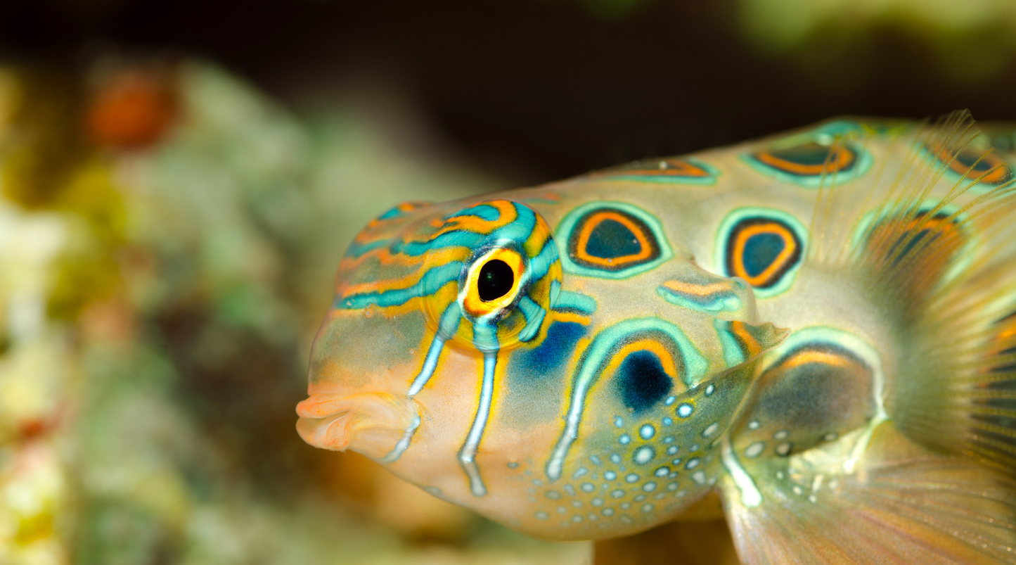Complete Care Guide for Your Reef Aquarium: Education Articles and ...
