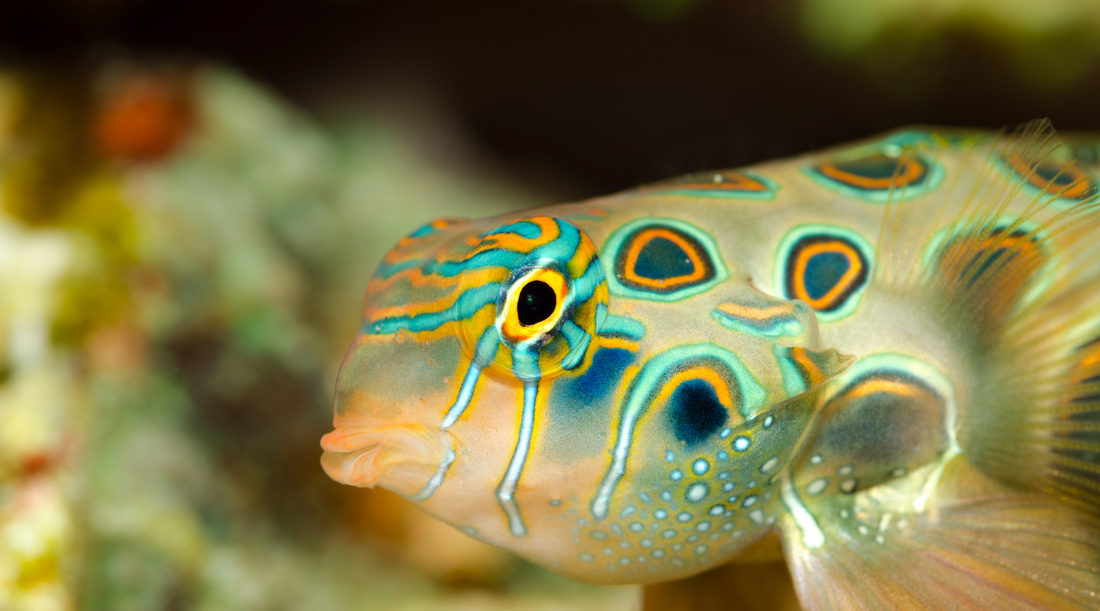 The Benefits of Feeding Live Copepods to Fish in a Reef Tank: Improved Health, Environmental Enrichment, and Sustainable Nutrition