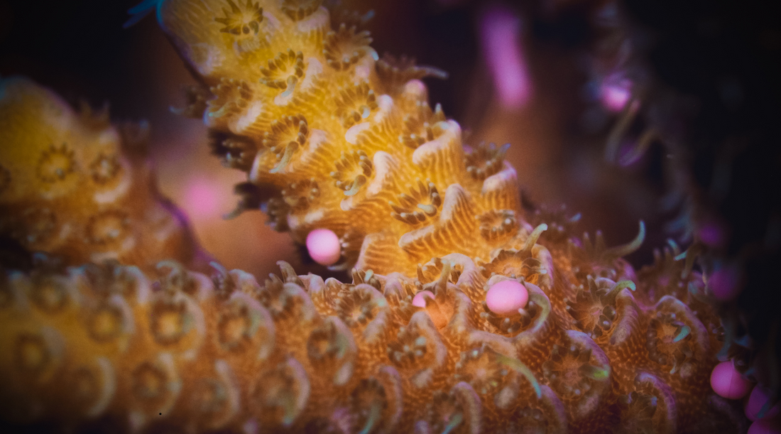 Nutritional Dynamics and Health of Acropora Corals