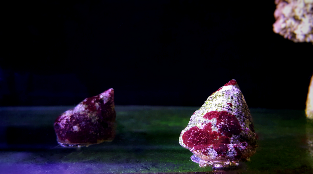 The Best Snails for Eating Hair Algae in a Reef Tank