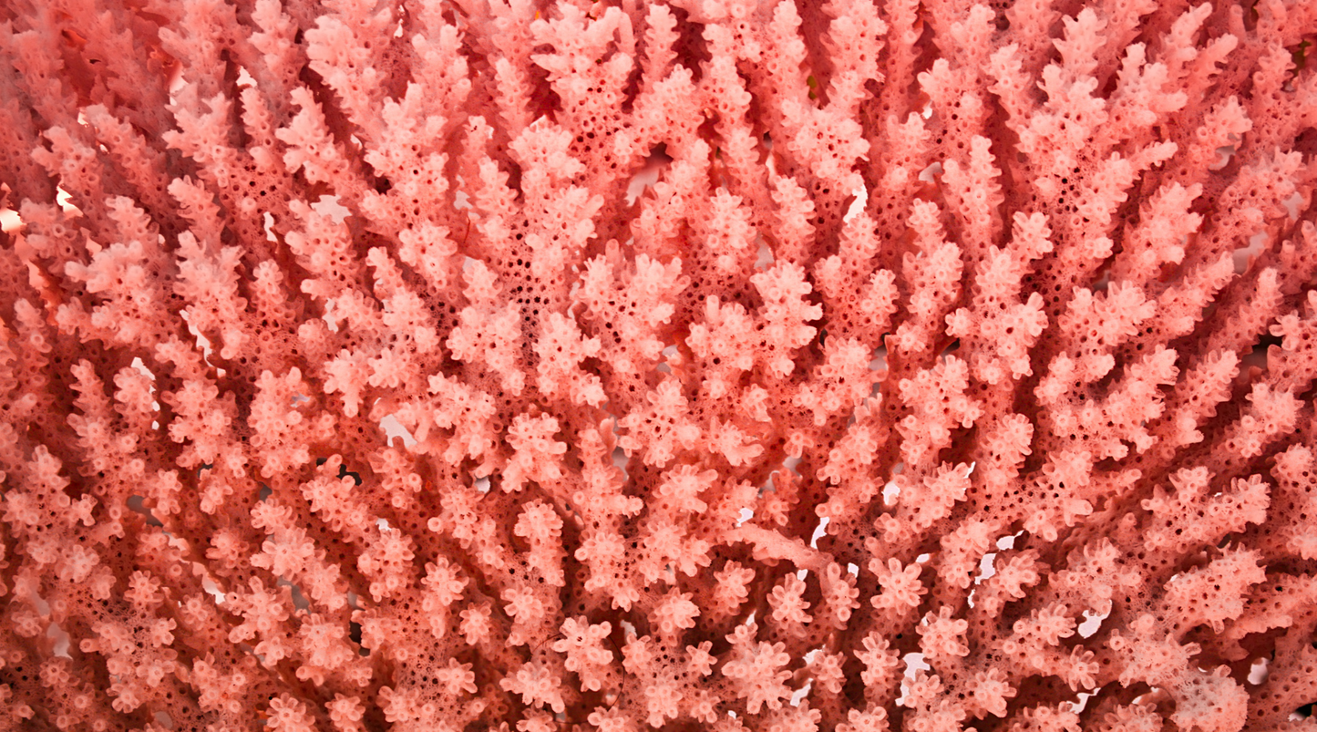 Unveiling the Importance of Dissolved Organic Nitrogen in Coral Reefs