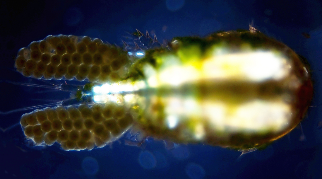What Do Copepods Eat? A Closer Look at the Diet of These Tiny Crustaceans Part II