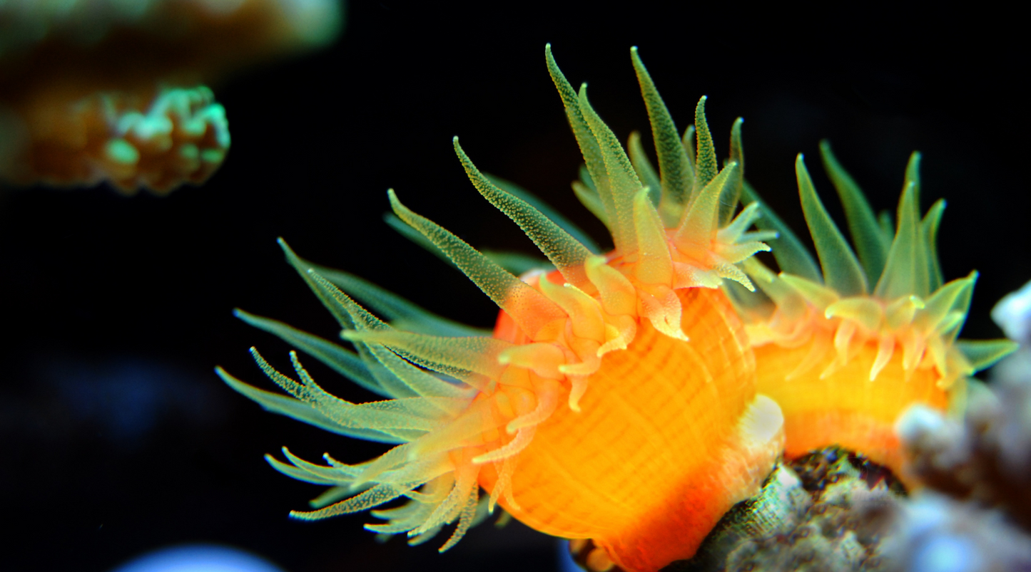 Denro coral in a reef tank
