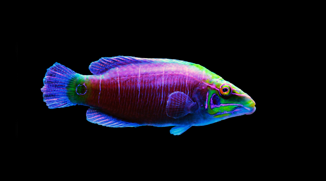 The fascinating world of Mystery Wrasses in Reef Tanks