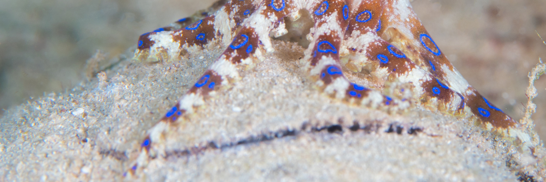 Choosing the Right Sand for Your Reef Aquarium: Reef-Specific vs. Play Sand