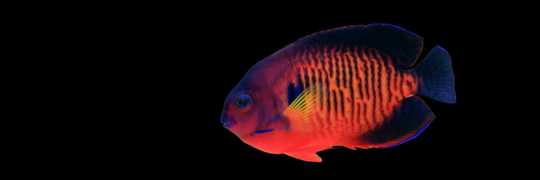 Coral Beauty Angelfish Care Guide: Tank Compatibility, Feeding, and Reef Suitability