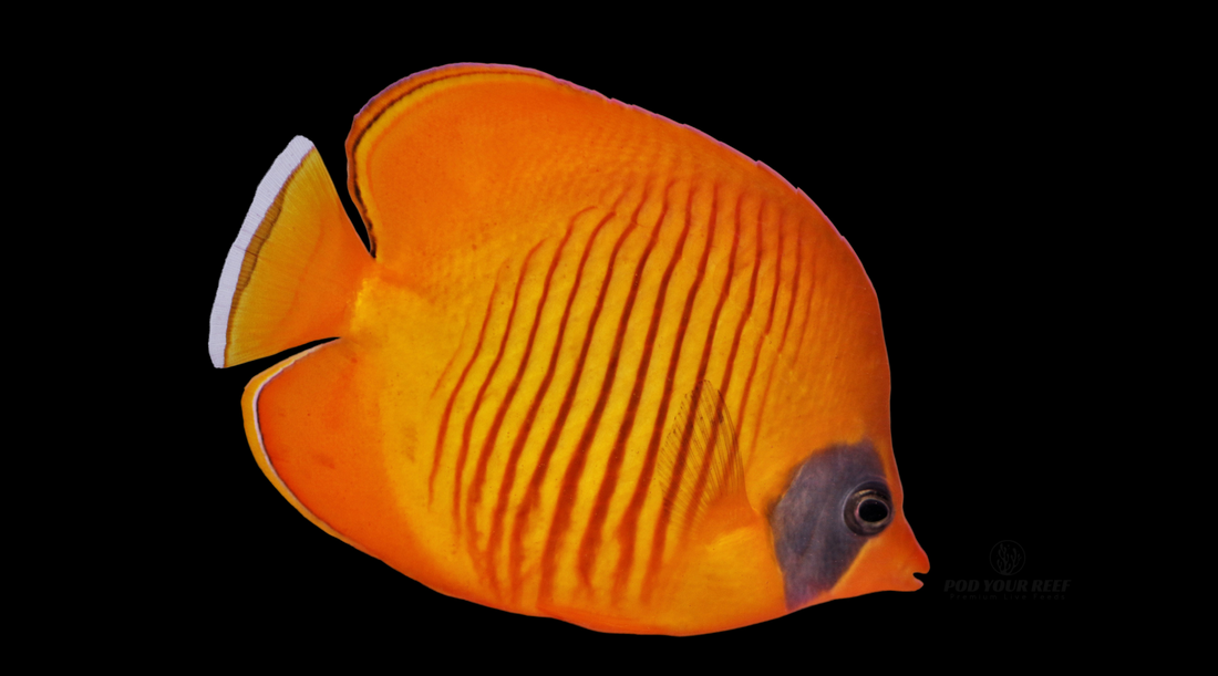 The Marine Butterfly Effect Coping Caring for the