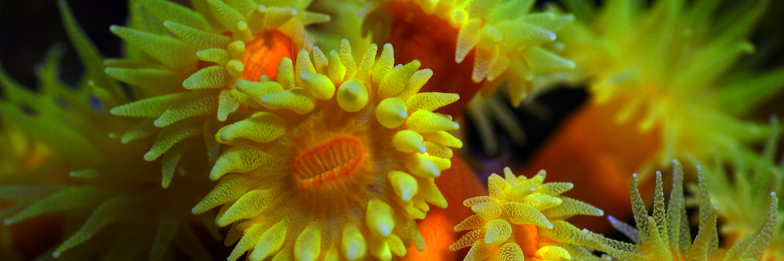 Mastering NPS Corals: Feeding, Care & Coral Species for Non-Photosynthetic Reefs