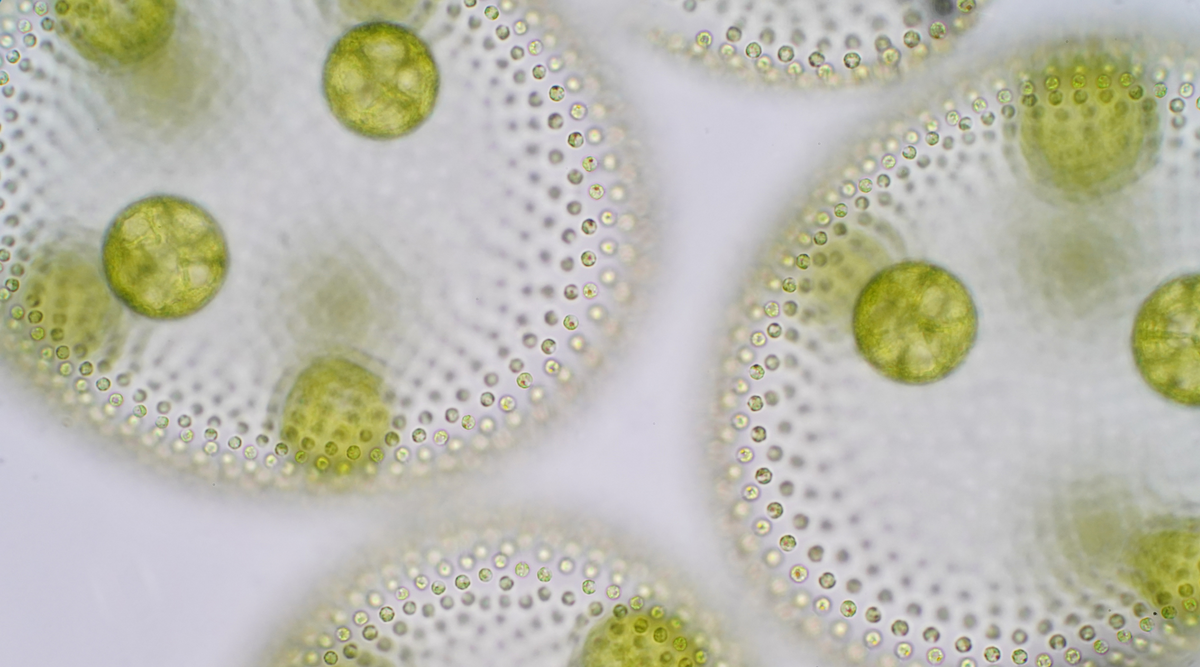 Reff Keeping Green Phyto (Nannochloropsis): A Powerful Tool for Advanced Reef Keepi ...